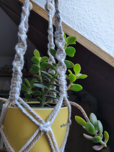 Geldbaum crassula ovata - geldbaum,