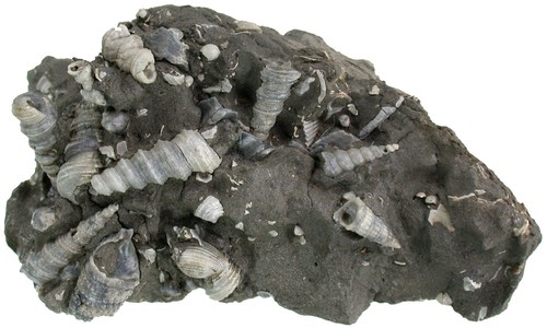 Miozän stufe mit turritella - ,
