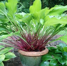 Hosta funkie the razors - funkie,