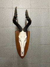 Antilope Kuh- Hartebeest