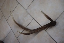 Abwurfstangen Geweihstangen Hirschhorn Hirschgeweih Geweih Horndekoration