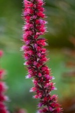 Roter Natternkopf Echium