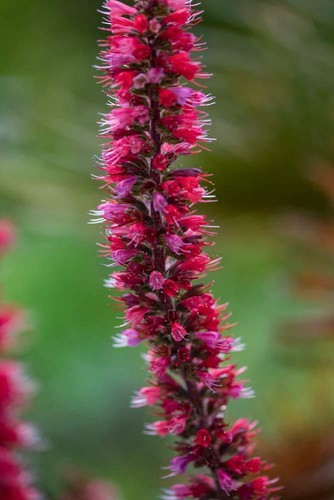 Roter natternkopf echium - natternkopf,