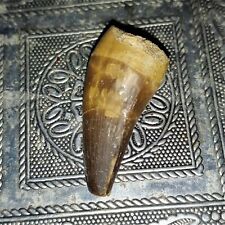 großer versteinerter