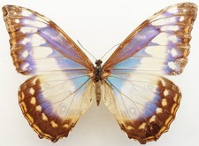 MORPHO CYPRIS CYPRIS FEMALE