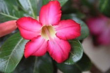 Eigene Ernte: 15 Samen der Wüstenrose  Adenium obesum