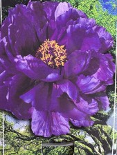 Paeonia suffruticosa lila - paeonia,