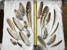 20 Federn Eule Greifvogel Vogel aus Sammlung
