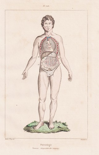 Anatomie humans anatomy - , organe