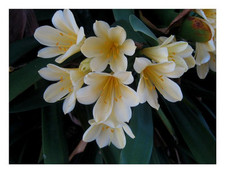 1x Clivia miniata Yellow No 1 ex Ernst Linder gelbweiß Samen / Bulbs B1988