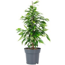 Birkenfeige forever ficus - birkenfeige,