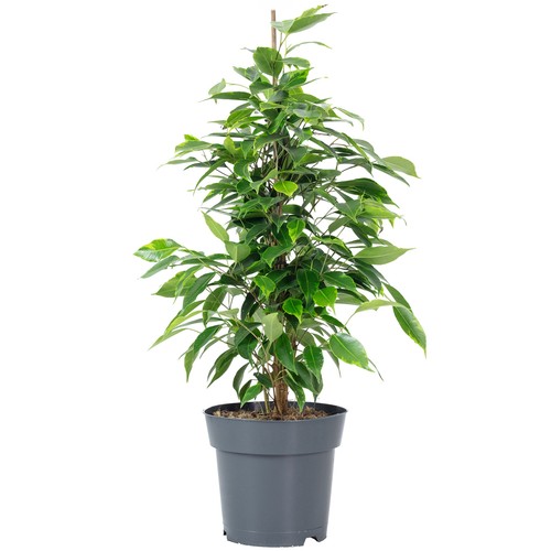 Birkenfeige forever ficus - "forever",