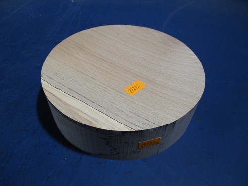 Buche verstockt rotbuche - verstockt,