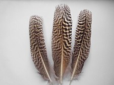 3 gestreifte Pfauenfedern,  25  cm, Hutfedern, Deko