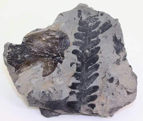 Pflanze alethopteris - pflanze,,