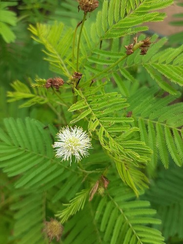 Präriemimose prairie mimosa - prairie,