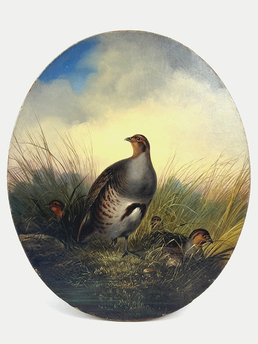 Gemälde rebhuhn vogel - gemälde, a