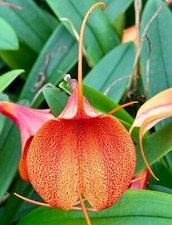 Masdevallia orange spray - masdevallia, new