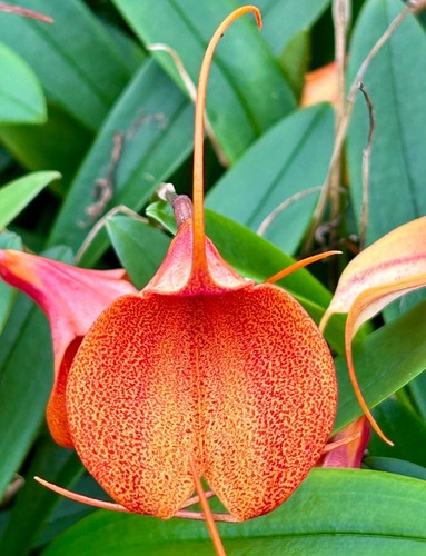 Masdevallia orange spray new - masdevallia,