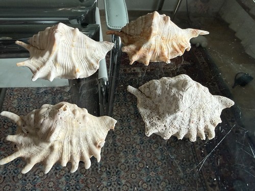 Lambis - 4x,