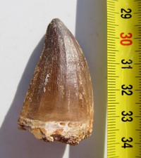 Saurier Zahn Dinosaurier