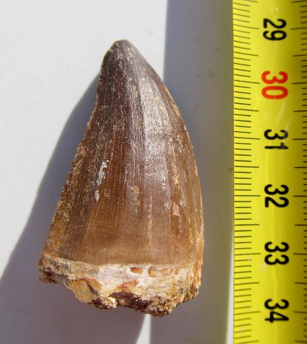 Saurier zahn dinosaurier - saurier,