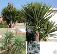 Yucca aloifolia winterharte schnellwüchsige immergrüne Palme für den Garten Deko