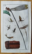 Libelle (Platte 4) - Wilhelm Original Farbdruck - 1800