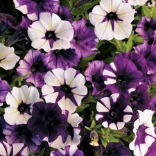 8000224 Dwarf Hängepetunia hängende Petunia Bicolor Mix Petunien 30 Samen