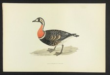 Goose Red Breasted 1891