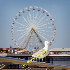 Foto 6x4 Möwe an der