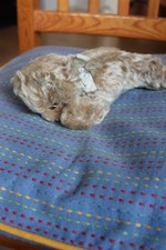 Steiff Floppy Zotty mit dem