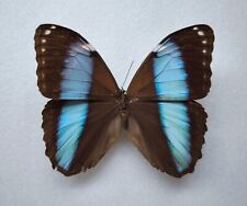 Morpho helenor *male* Entomologie Schmetterlinge
