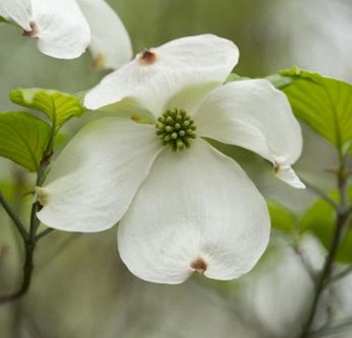 Japanischer blumenhartriegel - japanischer,