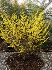 Hamamelis arnold promise - hamamelis, promise"