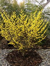Hamamelis "Arnold Promise" 140-150cm SOLITÄR, gelbe Zaubernuss, blüht im Schnee