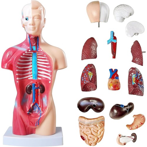 Anatomie torso mensch körper - anatomie,