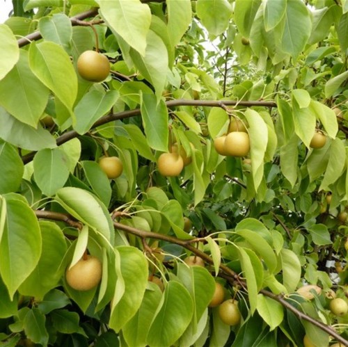 Nashi kil tsu - tsu, pear