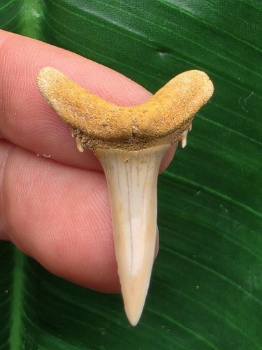 Zahn des araloselachus - 3,3, cm