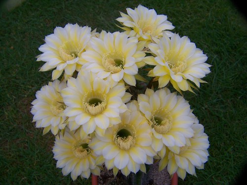 Echinopsis hybride hybrid - echinopsis,