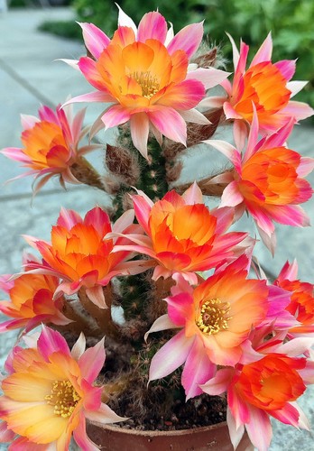 Chamaecereus tricolor cm - 5,