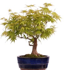 Bonsai - Acer palmatum -