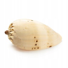 Aquarium Muschel Diademas