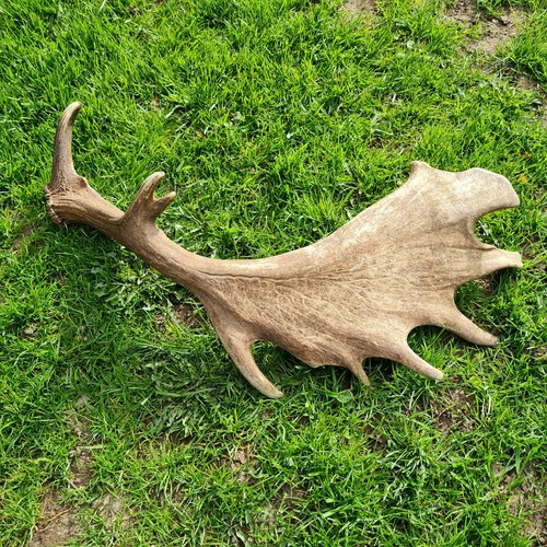 Abwurfstange--Damhirsch---Trop