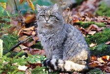 3D Postkarte Wildkatze Tier Motiv Wackel Hologramm Karte Souvenir