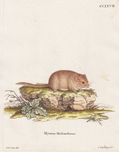Haselmaus bilch hazel dormouse - haselmaus,