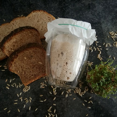 Roggen sauerteig 60 - roggen-sauerteig,,