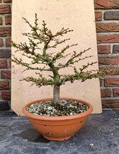 Bonsai Rohling Prebonsai