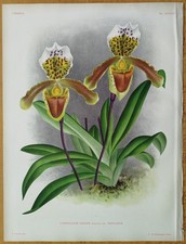 Linden Lindenia Originaldruck