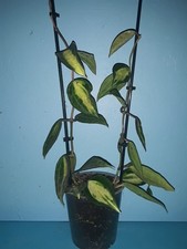 Hoya Macrophylla ´´Pot Of Gold ´´  große Pflanzen.